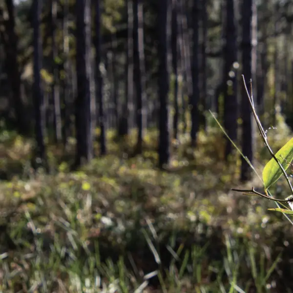 Close-up of leaf in a forest of pine trees